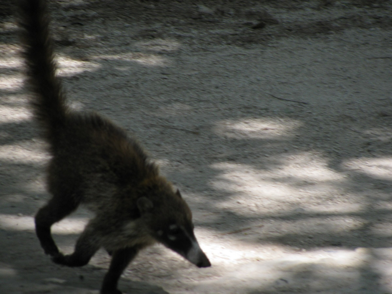 A blurry picture of a fast-moving coatimundi, a raccoon-like animal native to Mexico