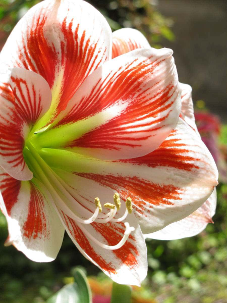 Lush, fertile Coban is the first place we ever saw amaryllis growing in a garden 