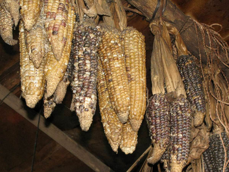 Corn drying in the eaves at Xcape Koban