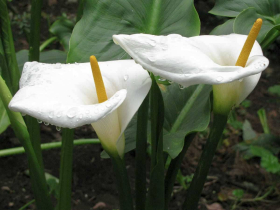 Calla lilies in bloom in Coban, the main town in the mountainous Alta Verapaz region of central Guatemala
