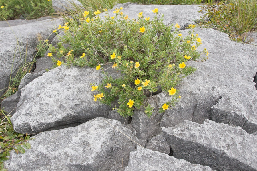 Despite the harsh landscape, the Burren has a large variety of plant life