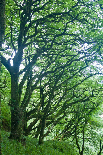 Moss-covered oak trees on the slopes of Knockomagh Hill