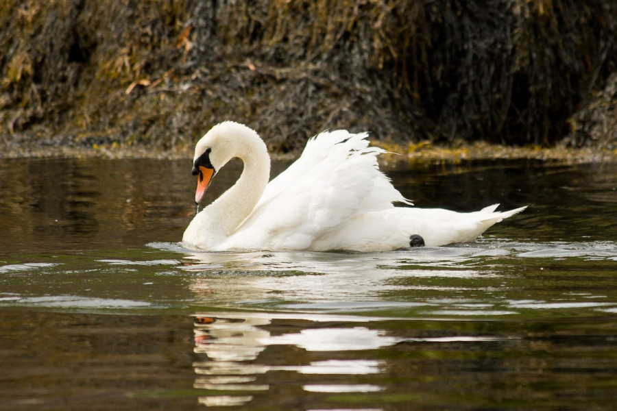 A swan in Glengarriff Harbour