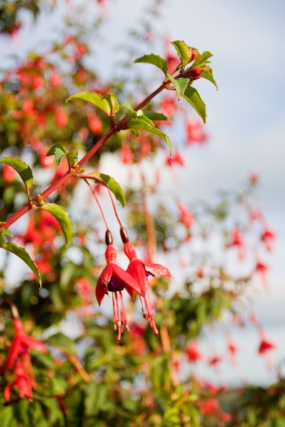The fuschia plant, which grows into tall hedges, is a symbol of west Cork