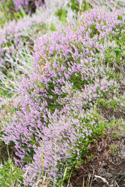 And lots of heather