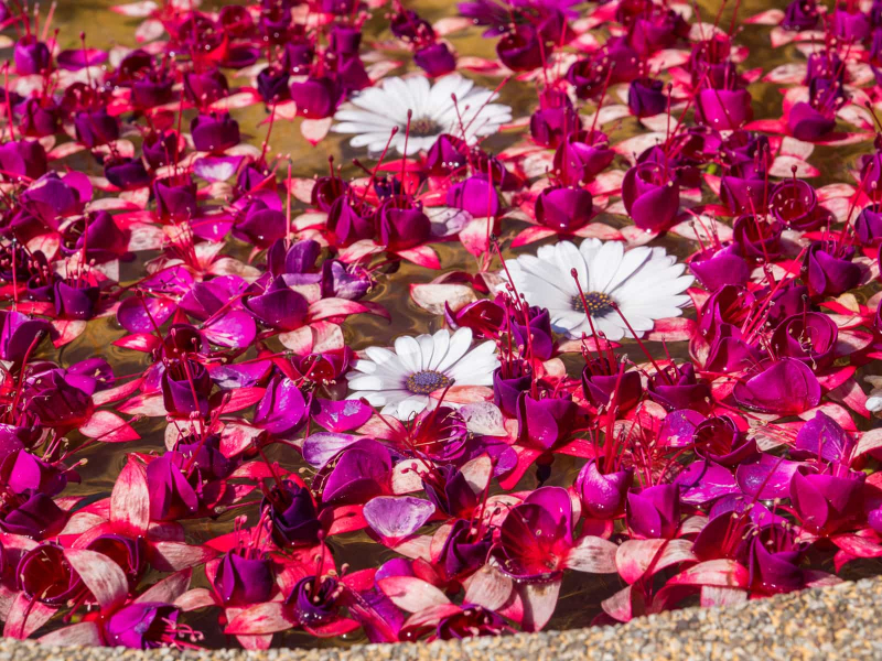 Petals floating in a bowl