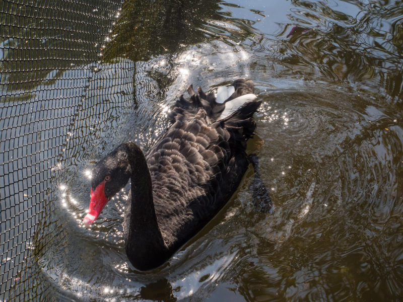 We'd never seen a red-billed black swan before