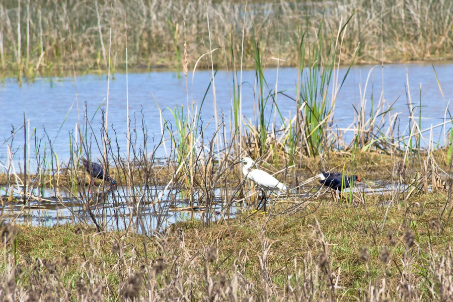 Two black marsh hens and a little egret