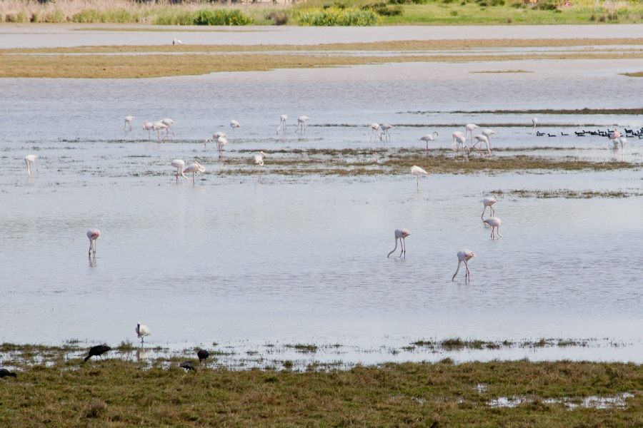 Flamingos feeding in the marsh