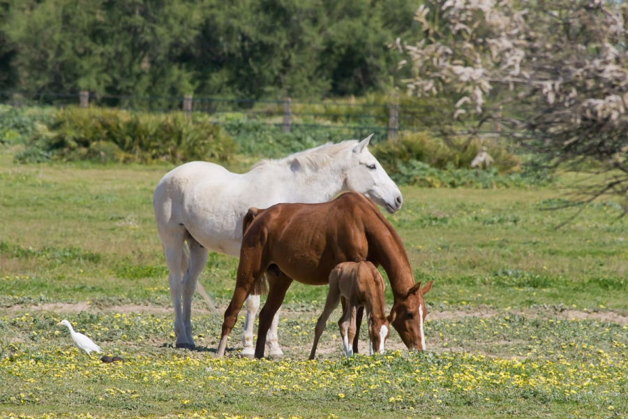 Horses grazing on the edge of town (with cattle egret)