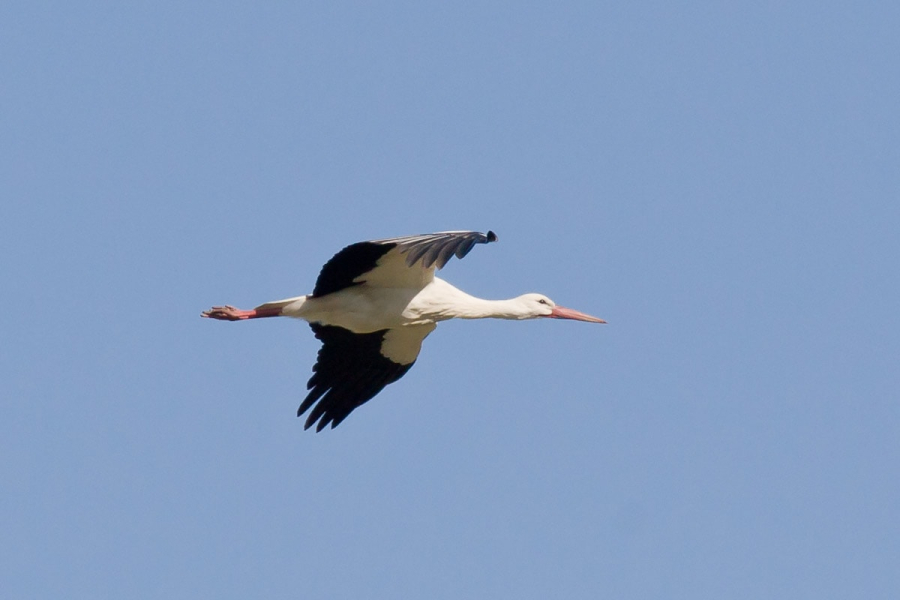 A white stork in flight