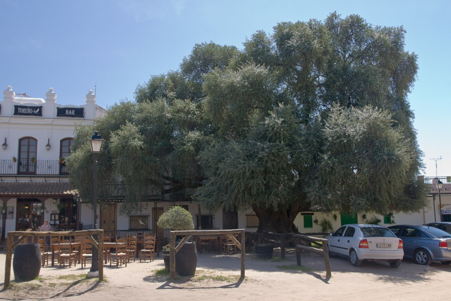 The 1,000-year-old "grandfather tree" (a wild olive)