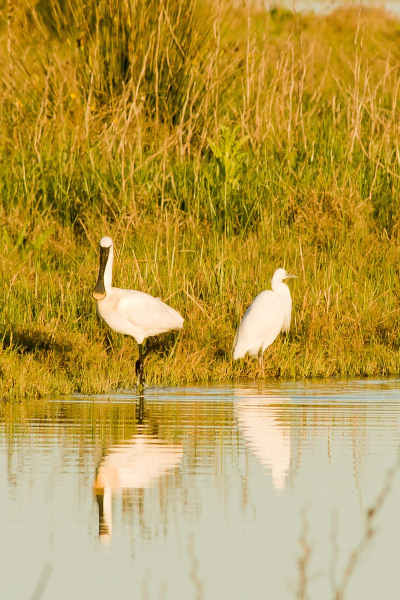 A spoonbill and an egret