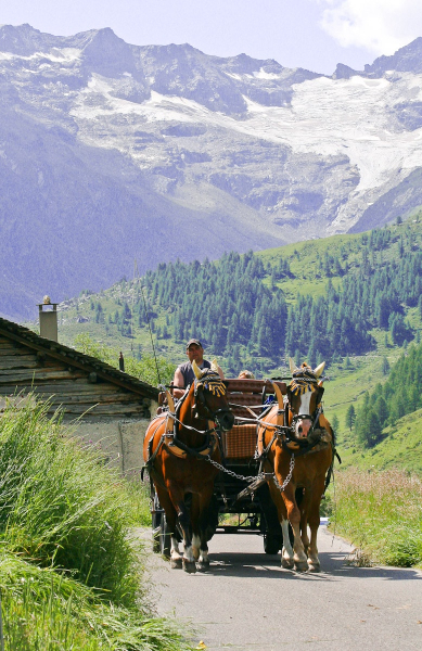 We took a horse cart like this one from the town of Sils Maria to the end of the Fex Valley and walked back down