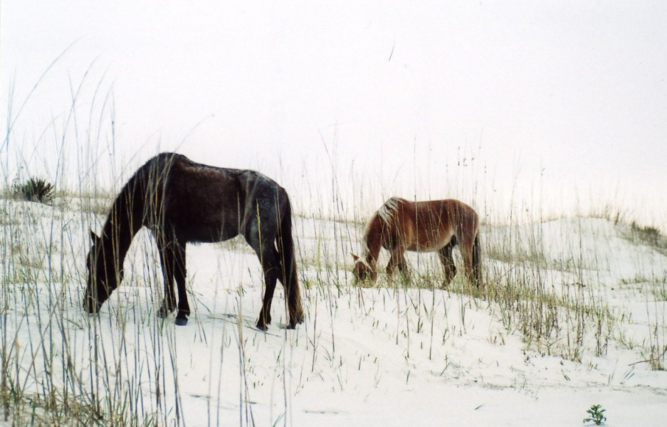 The island has a large population of wild horses