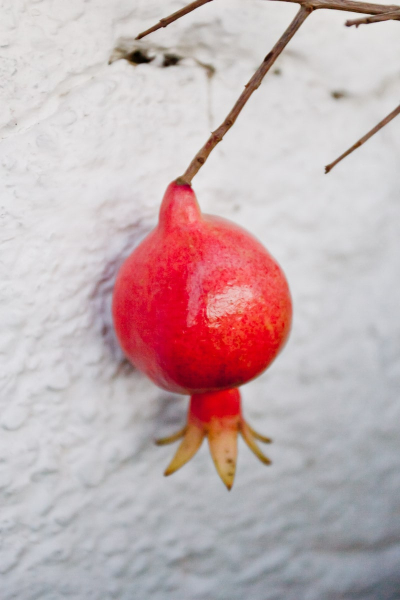 Granada is named for the local pomegranates.