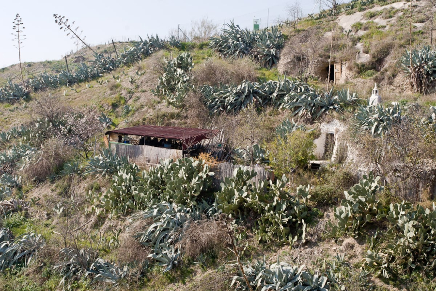 Because it gets more sun and is not irrigated, Sacromonte is much drier than the Alhambra hill that sits just across from it on the other side of the Rio Darro. The ground here is covered with agaves, prickly pear cacti, and woody herbs. (Note the white chimney of one cave house.)