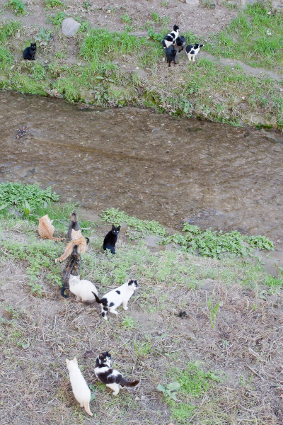 A colony of feral cats in a walled area along the Rio Darro. We loved to watch them play.