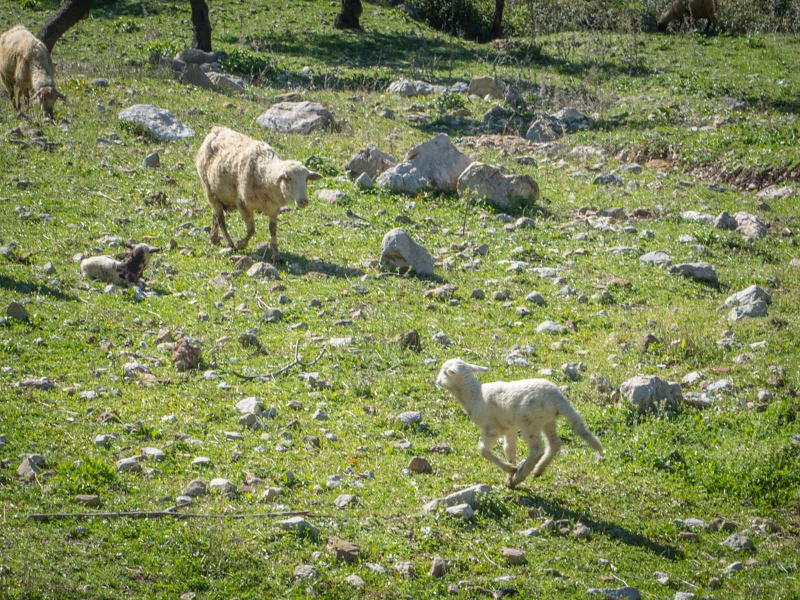 March is lamb season!