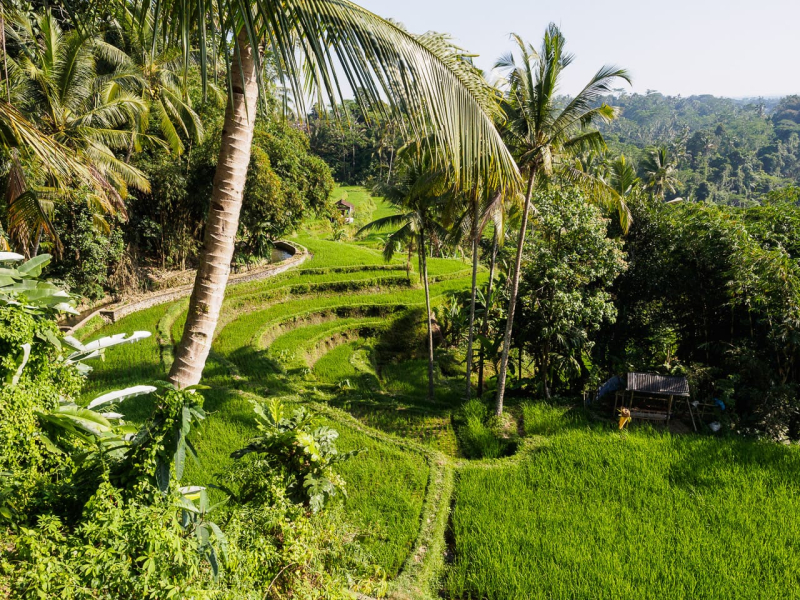 The steps down to the Gunung Kawi archeological site near Ubud leads through beautiful terraced rice fields