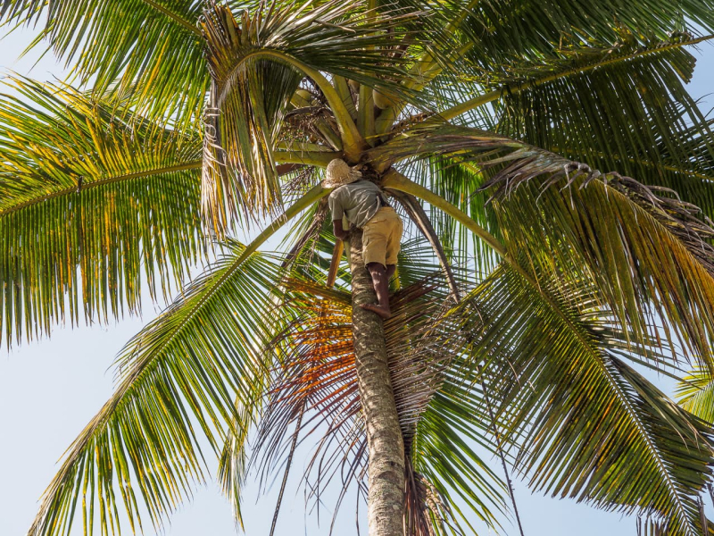 This man had climbed a palm tree, without a rope, and was cutting off fronds for thatching