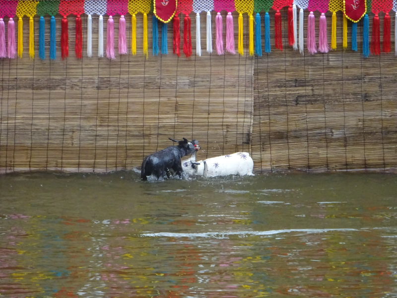Water puppet shows typically depict rural scenes, such as a scuffle between two water buffalo