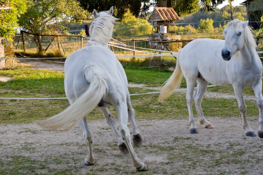Diego the Arab stallion (left) was the alpha horse of the herd