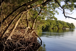 Intact mangrove forest on the edges of Isla Grande