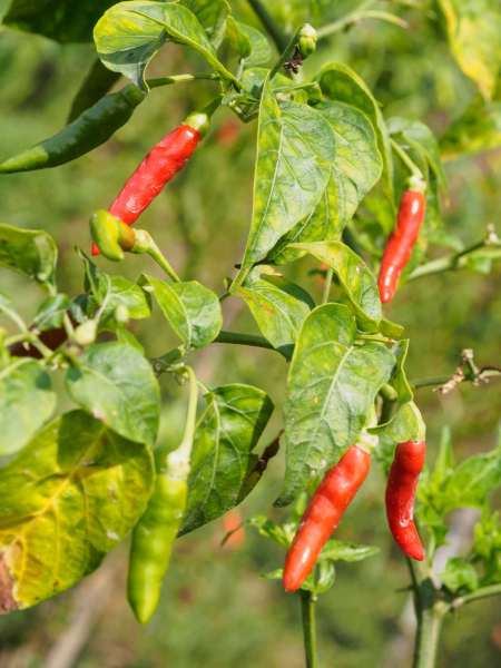 The native chilis that Balinese use (in moderation) to spice their food