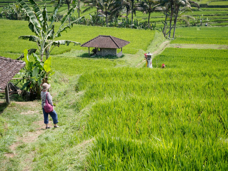 We took a lovely walk through the rice terraces in Jatiluwih, considered some of the most beautiful fields in Bali