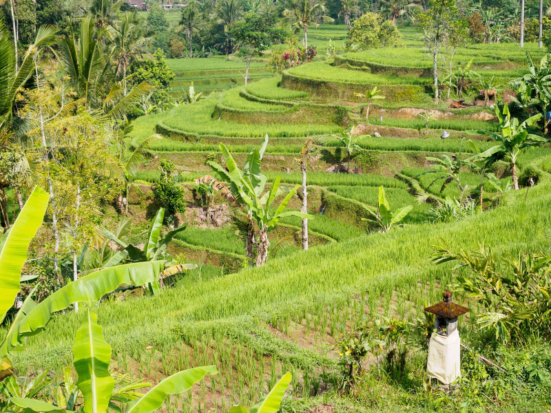 Wonderful rice fields, terraced so that irrigation water flows from one field to the next