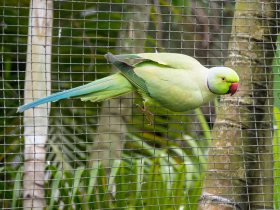 A parroty resident at the Kuala Lumpur Bird Park