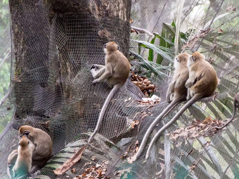 Wild monkeys congregate on the mesh nets that cover the bird park