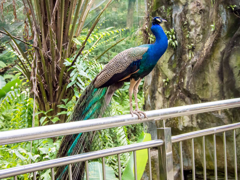 The bird park is full of peacocks, some of whom seem to enjoy posing