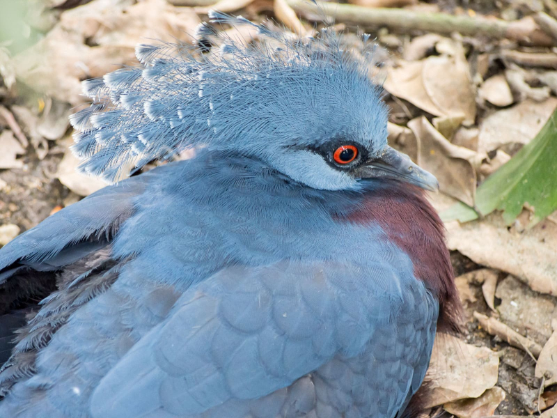 A Victoria crowned pigeon