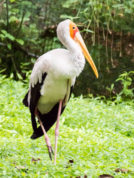 A painted stork