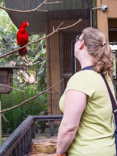 Robin conversing with a red parrot