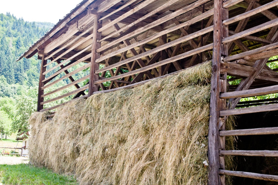 The loose hay is hung over each beam to dry