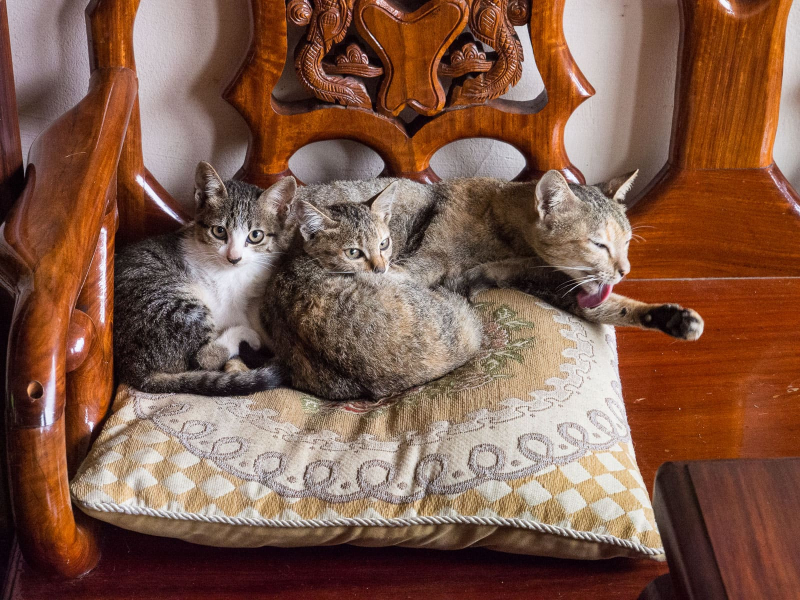 Our guesthouse came with kittens and a mother cat (not tame enough to hold, though)