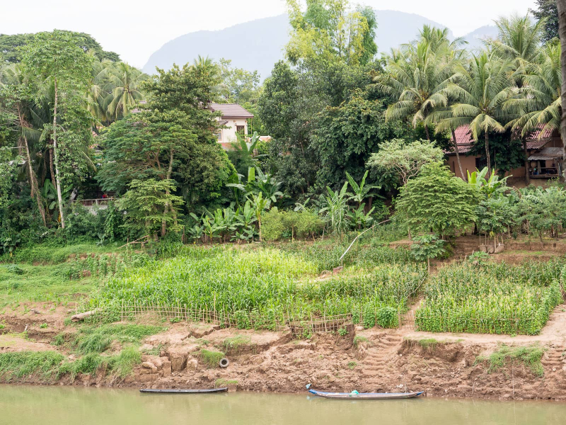 The banks of the Nam Khan are lined with vegetable gardens when the river recedes after the rainy season