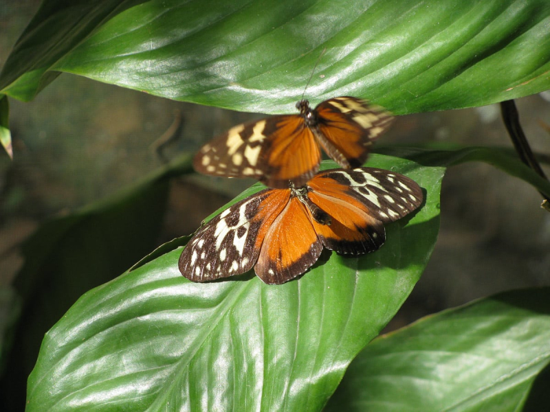 In addition to Macaw Mountain, we visited a small mariposario (butterfly garden) in Copan