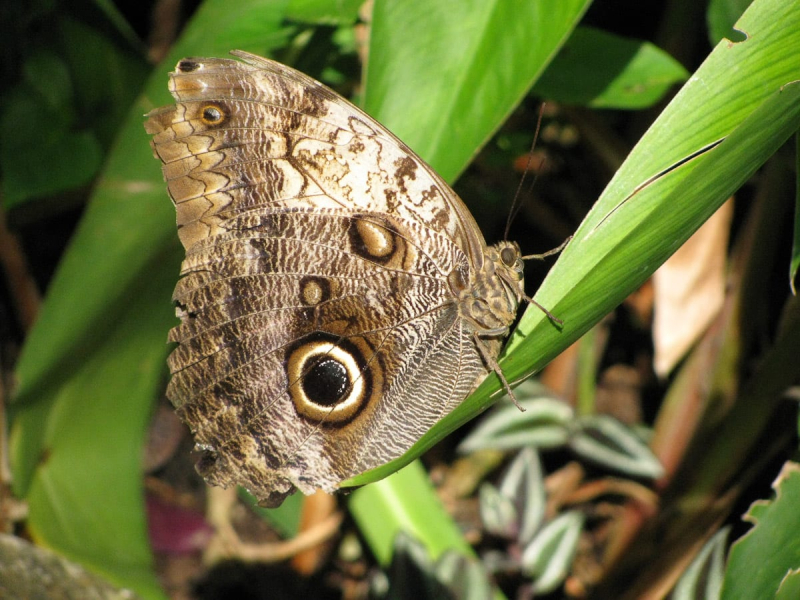 These large butterflies are known as "owl eyes" for the large false eye in their camouflage pattern, designed to scare off predators