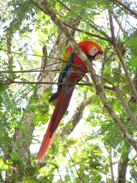 A scarlet macaw, the national bird of Honduras