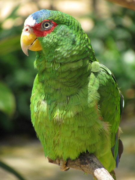 A white-fronted Amazon parrot