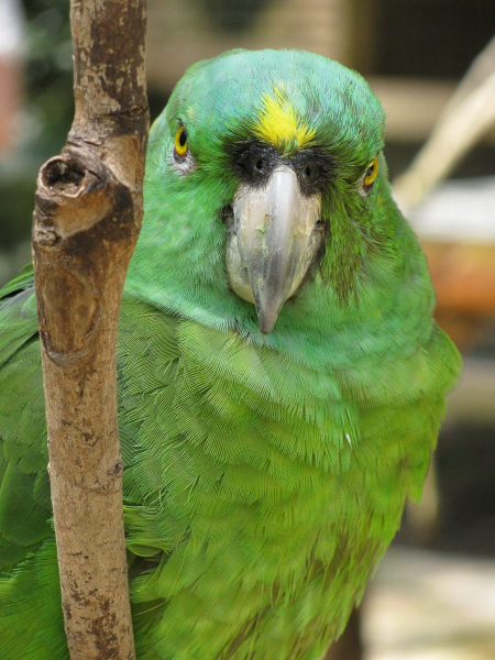 A yellow-crowned Amazon parrot