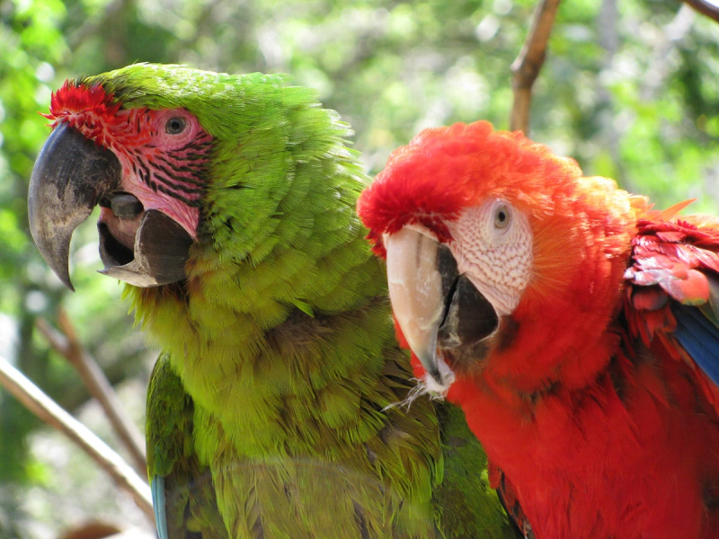 A great green macaw and a scarlet macaw
