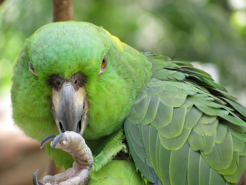 A mealy Amazon parrot