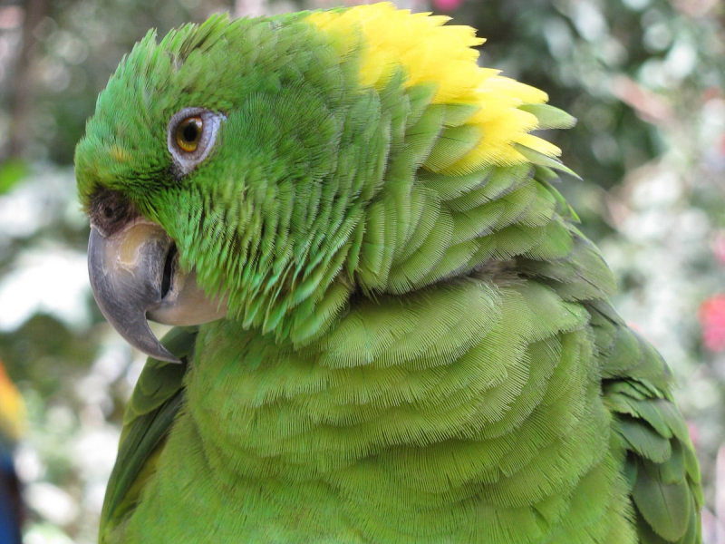 The sanctuary cares for birds (such as this mealy Amazon parrot) that have been injured or were rescued from the illegal wildlife trade