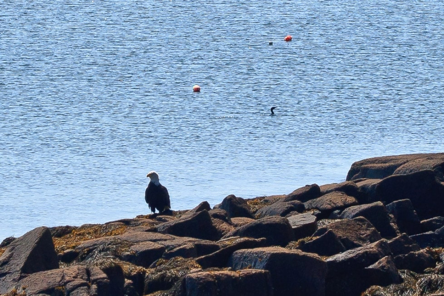 A bald eagle hanging out by the shore (with a cormorant in the background)