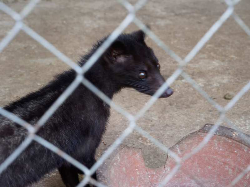 An Asian palm civet, a small ferret-like animal that eats coffee berries. It's thought to pick the very best ones, so after the coffee beans have gone through its digestive tract, they're collected, washed, and processed into coffee.